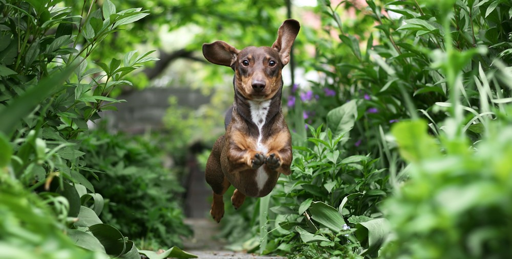 natural herbs for dogs
